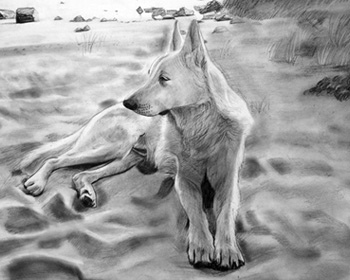 pencil dog painting from photo